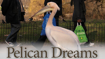 Pelican Dreams