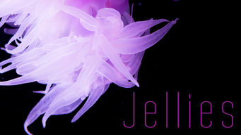 Jellies