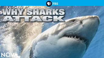 Why Sharks Attack